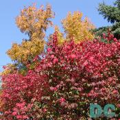 Look at the hues of red and yellow