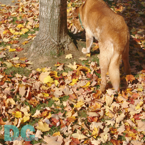 Wiley's friends leave their scent of this tree