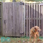 Wiley stops by his buddy's yard. 