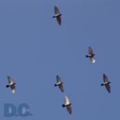 DSC03345