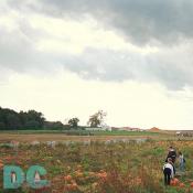 Endless rows of pumpkins lay in the dust, each in its own tangle of vines. 