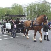 2003 Cherry Blossom Festival: Goodwill Ambassadors and a Cherry Blossom Princess.  