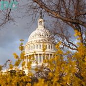 Forsythia flower view of the United States Capitol Building.