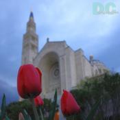 Tulip view of the National Shrine of the Immaculate Conception.