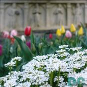 National Cathedral garden.