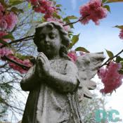 Easter cherry blossom flowers surround a marble angel.