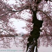 Snow covered cherry trees.