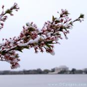 Snow covered cherry trees.