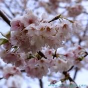 Snow covered cherry trees.