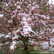 Snow covered Crab Apple blossoms.