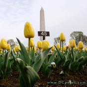 Bed of yellow Tulips.