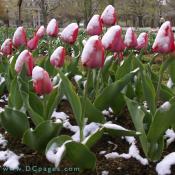 Bed of pink Tulips.