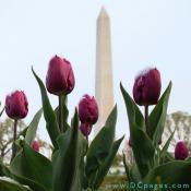 Bed of magenta Tulips.
