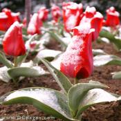 Bed of red Tulips.
