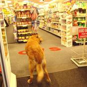 Wiley's come to say hello to all his friends at CVS on 21 Wisconsin Circle.