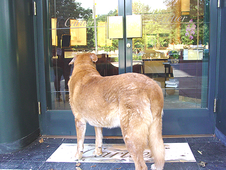 Hey, is anyone going to let him in?