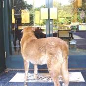 Hey, is anyone going to let him in?