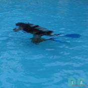 scuba certification