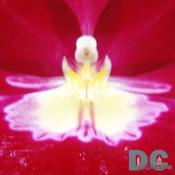 DSC03862