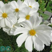 White Clematis also known as traveller's joy, leather flower, vase vine and virgin's bower