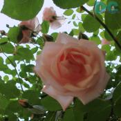 Peach rose