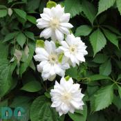 White fancy climatis.
