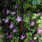 Purple climatis.