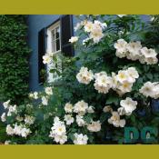 White fancy climatis.