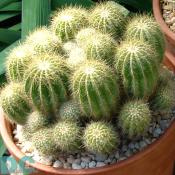 Cactus.