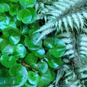 Beautiful fern.