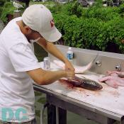 The Captain's assistant filets our fresh caught rockfish. Many five star dinners were eaten at the cost of one nice dinner in the District.