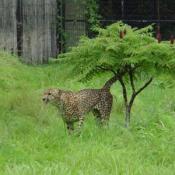 Amadi and Norok are the two males. Jomu, Chiku, and Wandu are the three females.