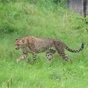 The National Zoo can tell their cheetahs apart very easily by looking at the stripes on their tails. The stripes on their tales are much like fingerprints for humans.
