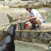 Norman was wild-born in May 1977 and orphaned as a pup. NZP acquired him from Marineland in California on October 12, 1978.

