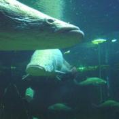 Individual arapaima are typically six to seven feet long. Some reach eight feet or more. 