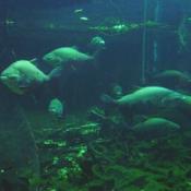 Few animals have as ferocious a reputation as piranhas (genus Serrasalmus), a freshwater fish found in the tropics of South America. 