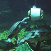 Turtles being fed in the Amazonia exhibit