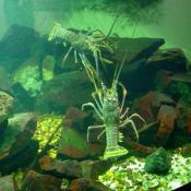 I really don't think these lobsters like each other.