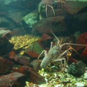 These lobsters fight with each other.
