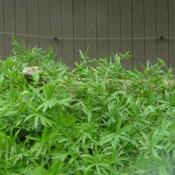 The 620-square-foot addition will allow Precious, the male, and Kraken, the female, to roam outdoors and benefit from direct sunlight in warm-weather months.