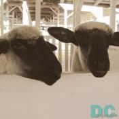 Baaaa Baaaa. Nice sweater. I looks like my mother's