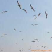 Birds watch the crowd from above looking for food.