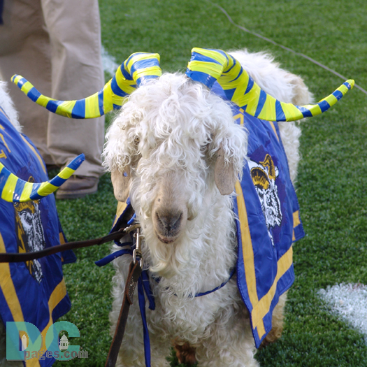 The current Academy mascot is Bill XXXI