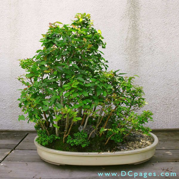 Saikei, In training since 2001, Donated by Tashio Kawamoto.