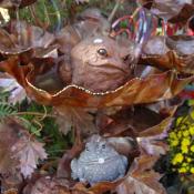 Frogs or Fiends?  