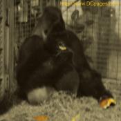 This guy is going ape over yummy pumpkins.