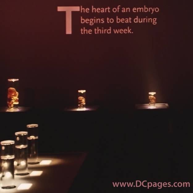 Translucent fetal specimens float in clear cylinders, each marking the progressive growth that occurs between fertilization of an egg to the birth of a baby. all specimens on display died of natural causes in utero. 