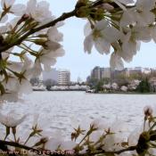 Saturday, 11:00 am EST, March 31, 2007, Cherry Blossom View of the United States Capitol Building. 58° and clear sky with 12 mph wind. First Stage Flower Bloom on most branches.

