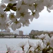 Sunday, 10:05 am EST, April 1, 2007, Cherry Blossom View of the United States Capitol Building. 58° and overcast with 10 mph wind. Second Stage Flower Bloom on most branches. 
