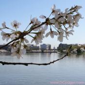 Tuesday, 10:45 am EST, April 3, 2007, Cherry Blossom View of the U.S Capitol Building. 73° and clear sky with 3 mph wind. Blossoms are at peak! Leaves are growing on damaged branch.